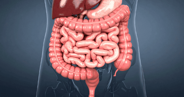 A 3D medical illustration showing a close-up view of the human digestive system, highlighting the small and large intestines.