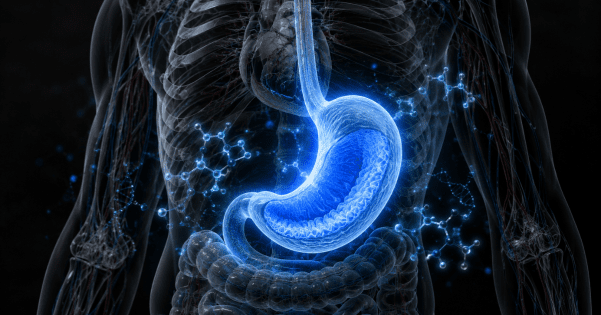 A 3D anatomical rendering highlighting a glowing blue stomach and esophagus within a translucent human torso.